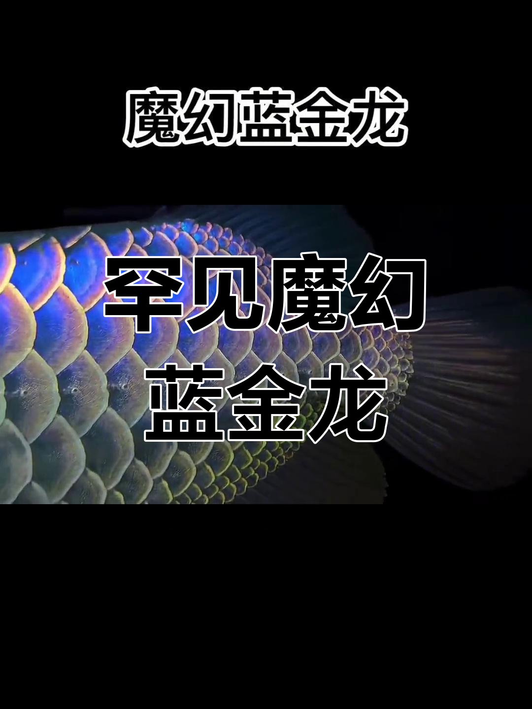 稀有蓝金龙鱼,只有大富大贵才能看见的神秘宝藏