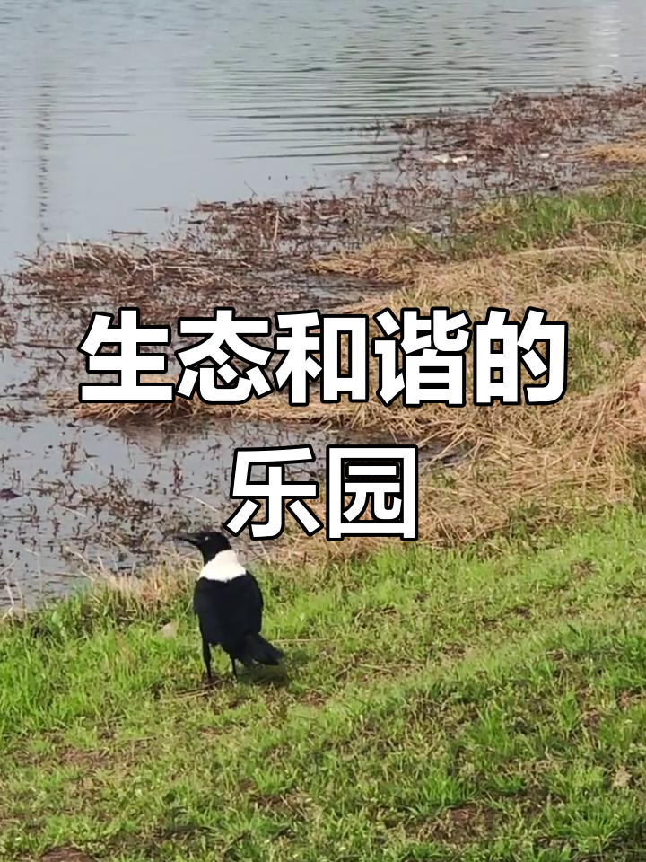 月亮湾湿地,白颈鸦自由漫步,人与自然和谐共生