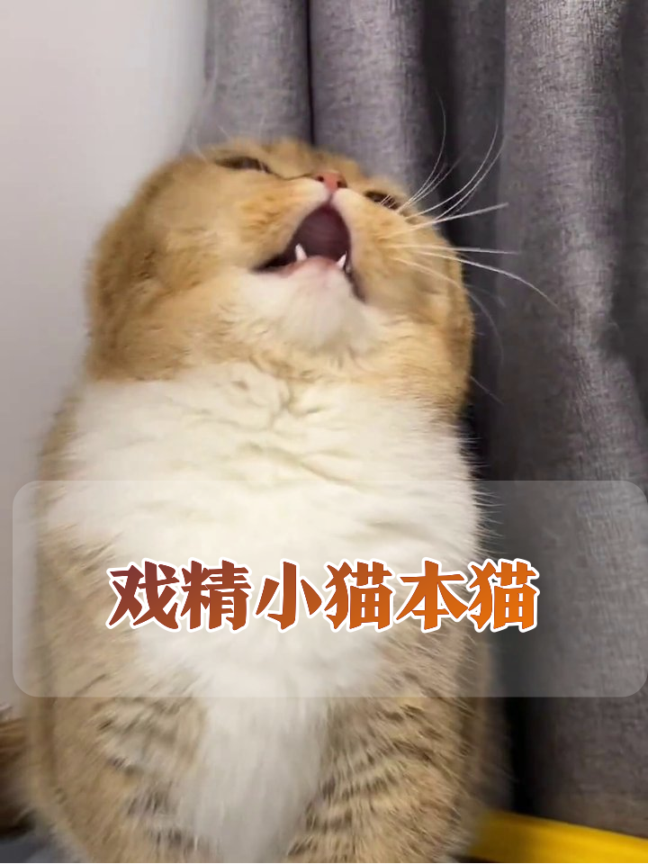 橘白猫成精了!被摸秒变表情包,突然站立扒拉空气笑喷