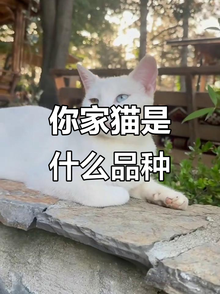 猫咪品种大揭秘,看看你家猫属于哪一种?