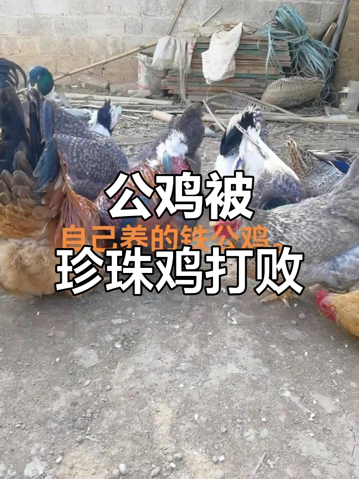 珍珠鸡勇斗公鸡，几年大的都打不过它