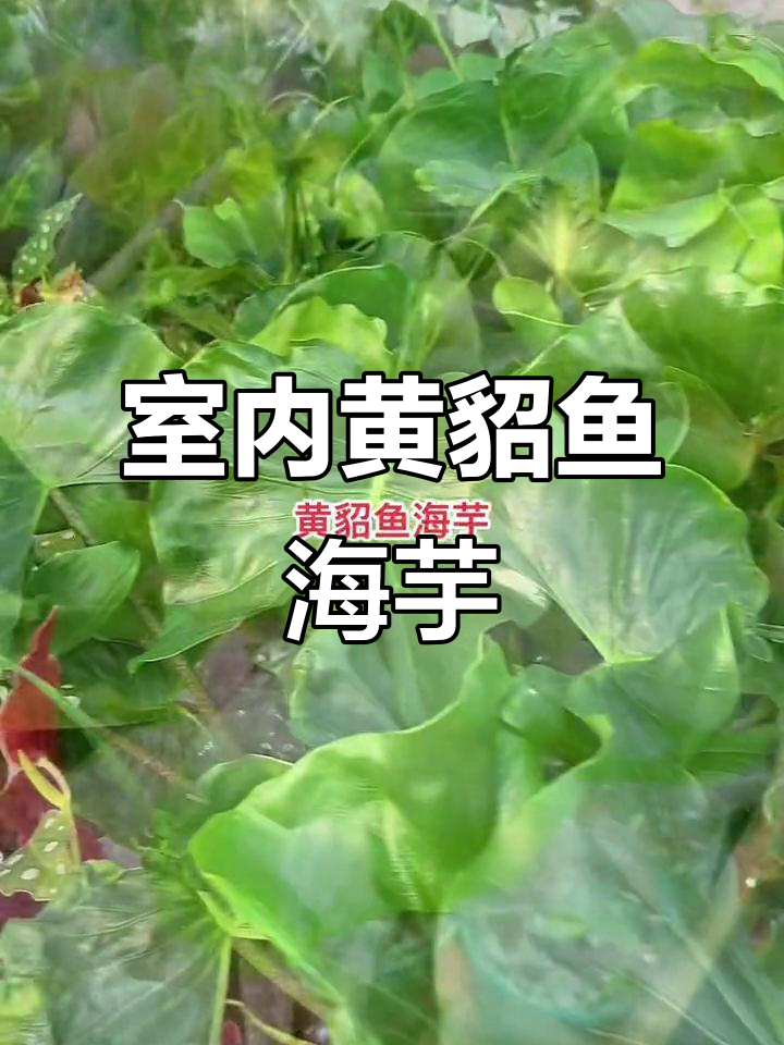 黄貂鱼海芋:室内绿植新宠,趣味十足
