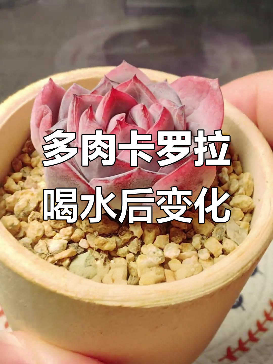 卡罗拉多肉喝水前后变化大,叶片恢复健康颜色变白