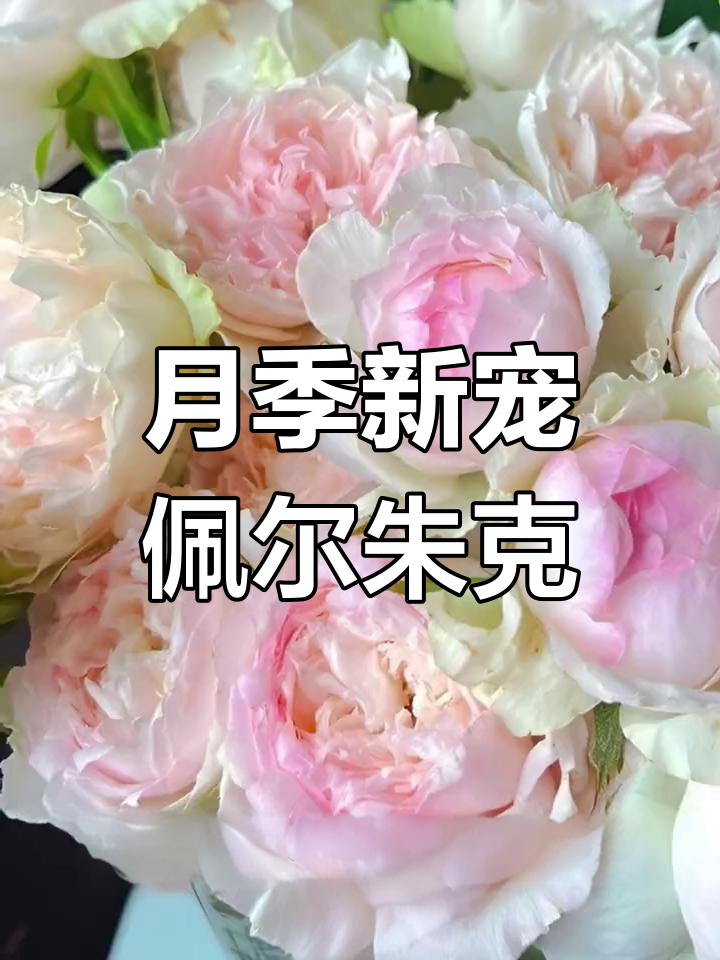 佩尔朱克月季:仙女气质的进化之花