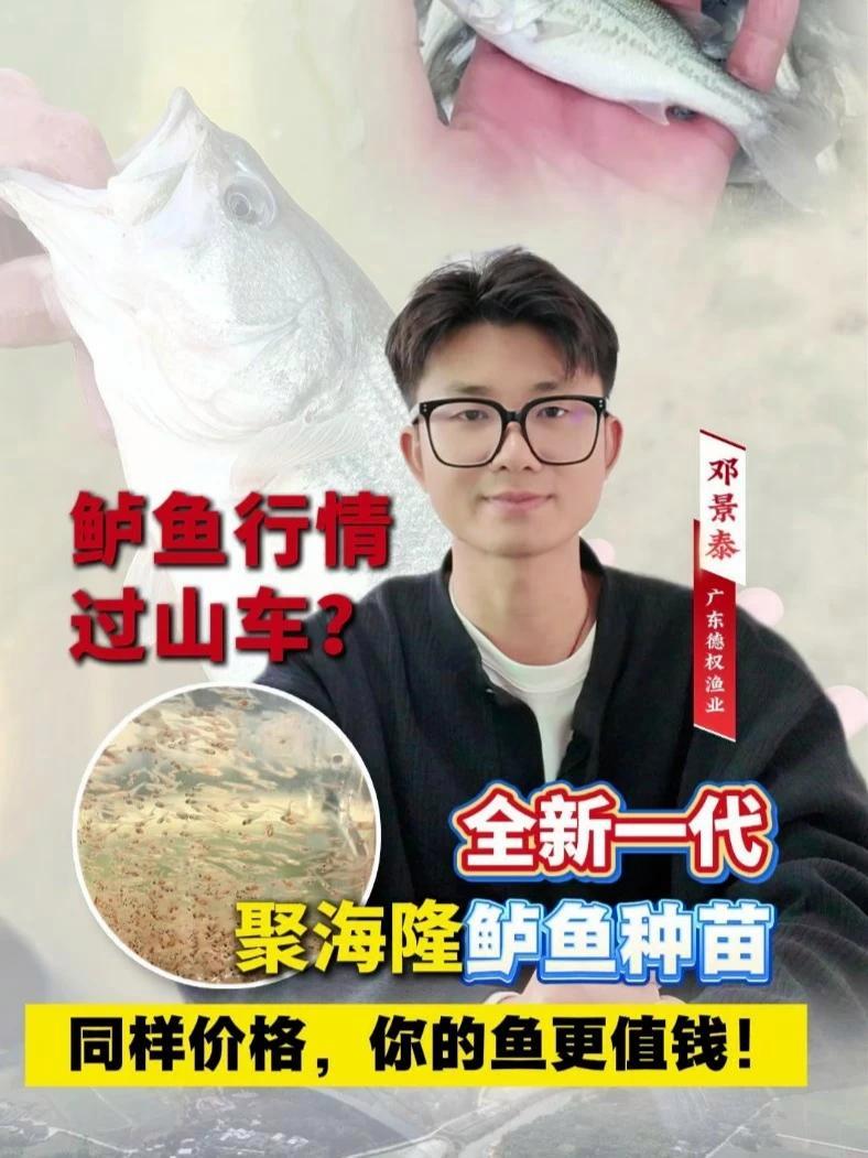 鲈鱼行情过山车？2026年的苗，得这样选！全新一代聚海隆鲈鱼种苗，同样价格，你的鱼更值钱！