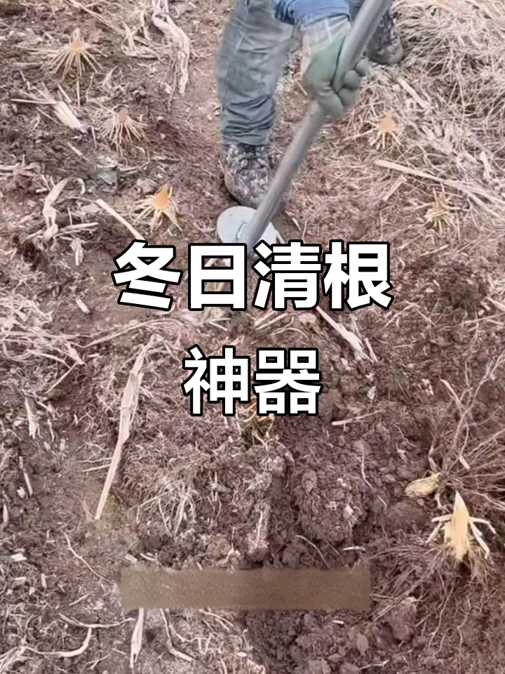 冬季清理玉米根,神器一拔轻松搞定!