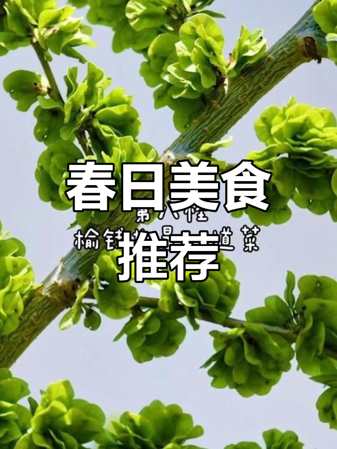 敦煌春季限定美味,榆钱让你回味无穷!