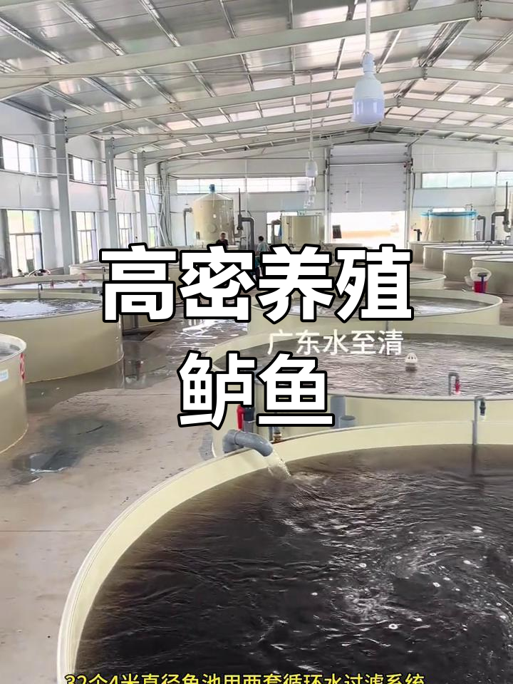 山东鲈鱼高密度养殖基地,年产值十万尾