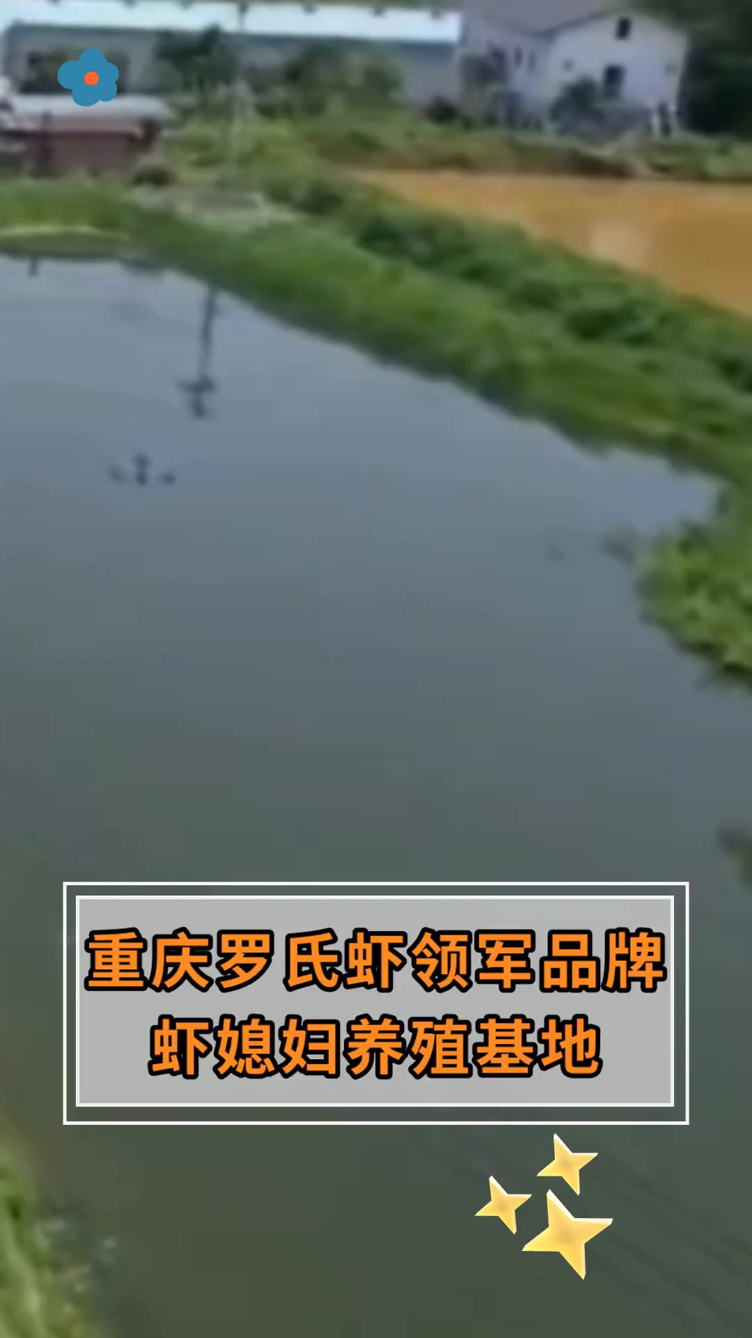 重庆罗氏虾领军品牌,虾媳妇养殖基地