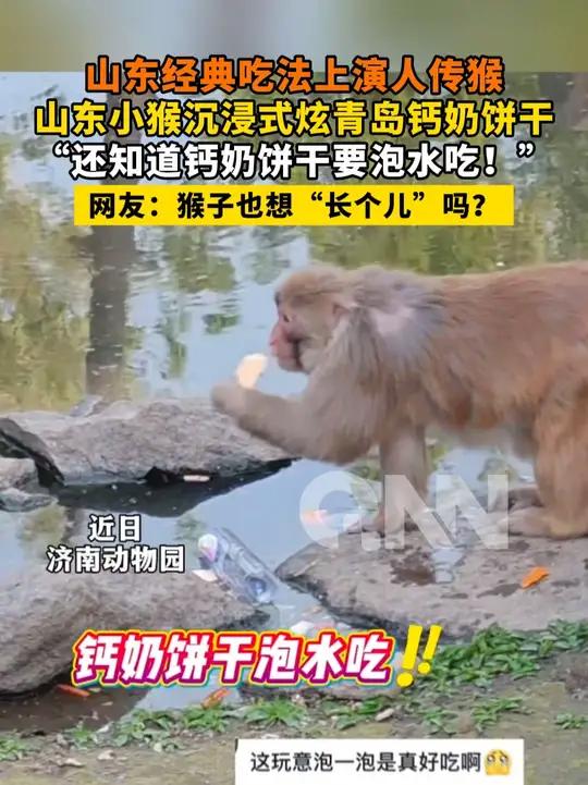 山东经典吃法上演人传猴 山东小猴沉浸式炫青岛钙奶饼干 “还知道钙奶饼干要泡水吃！” 网友：