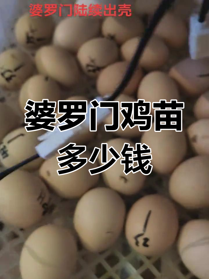 婆罗门鸡苗价格大揭秘,20天过去了!