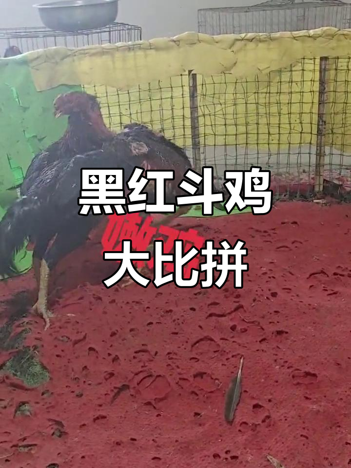 越南斗鸡大赛:黑红公鸡激烈对决,翅膀全无也能勇闯天涯