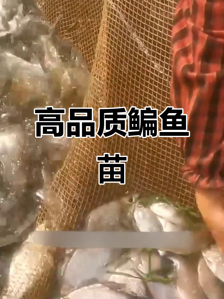 滇鱼养殖：优质鳊鱼苗，生长迅速，肉质鲜嫩