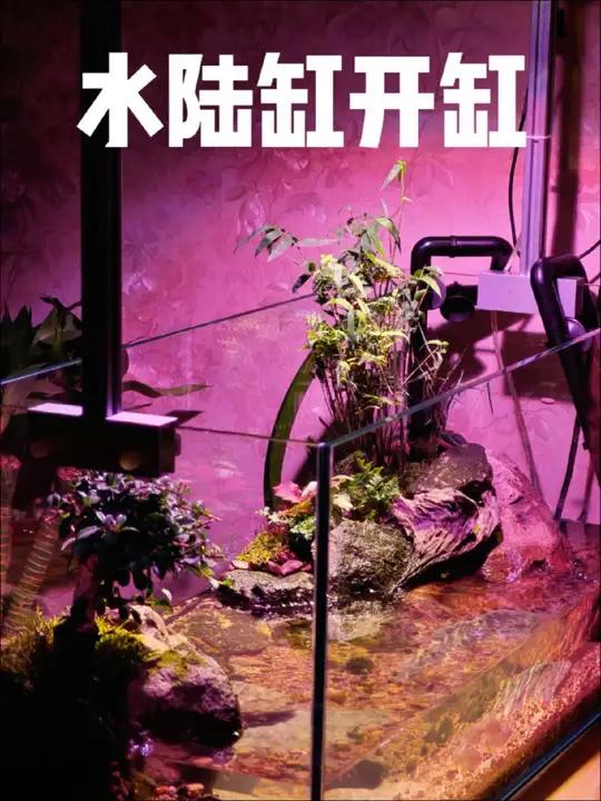 几年前玩过水陆缸养跳跳鱼,换新鱼缸后因为侧滤的原因就没玩水陆缸了,最近备了一些料然后拆了鱼