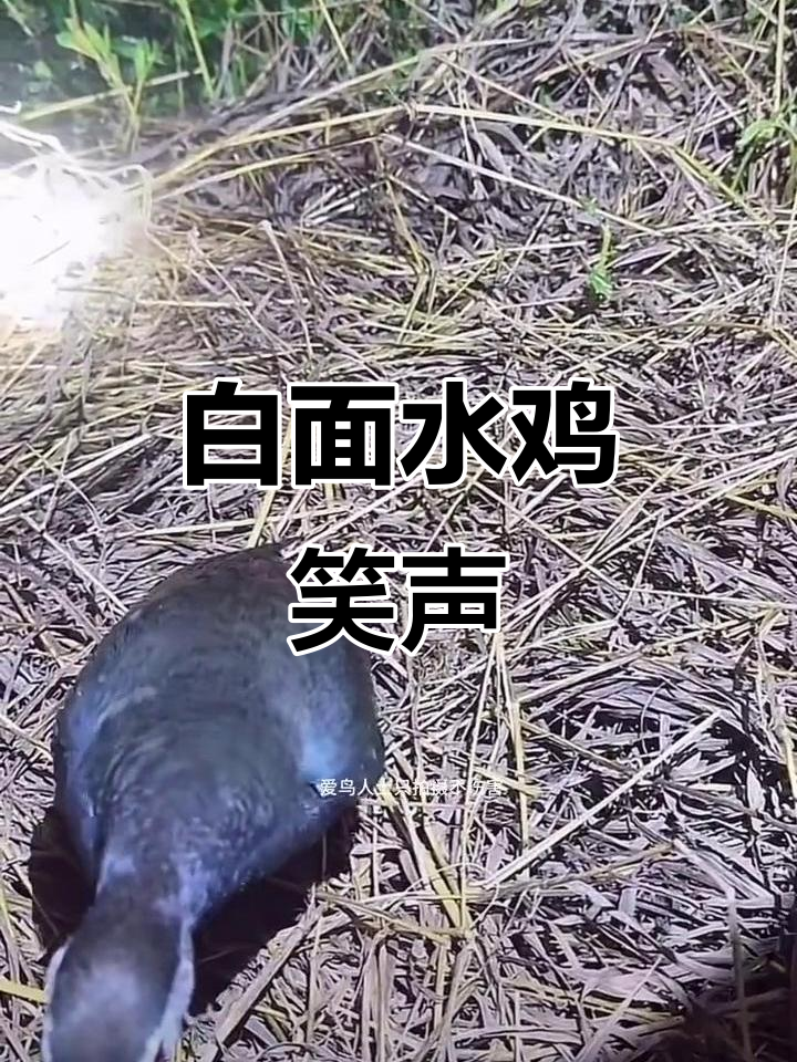 白面水鸡的搞笑叫声,快来听听!