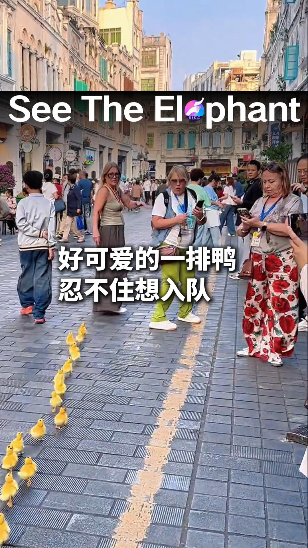 好可爱的一排鸭 忍不住想入队