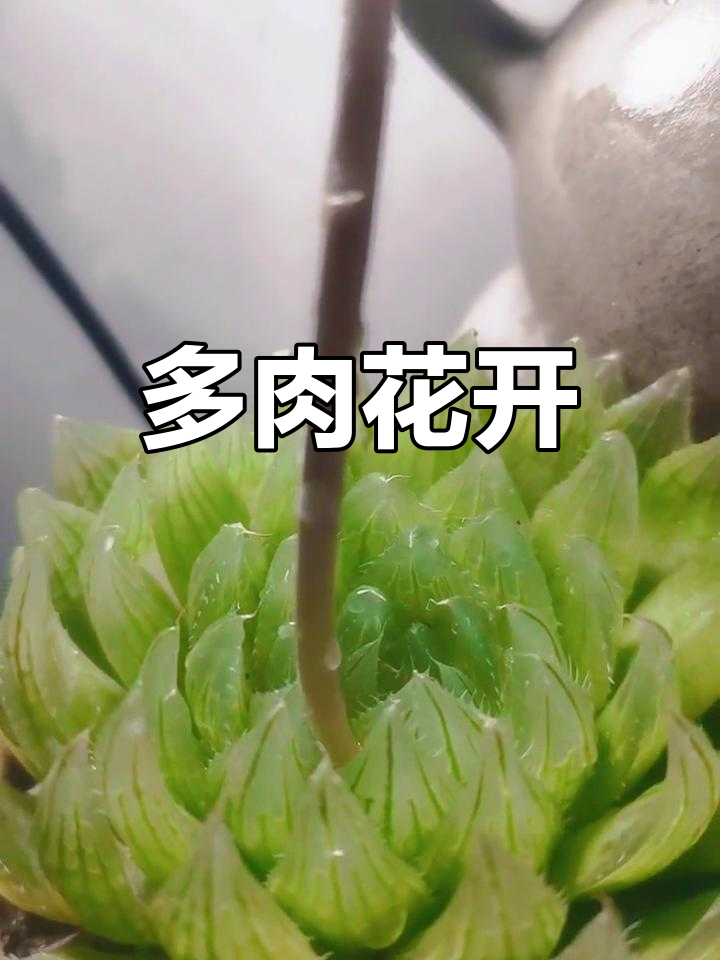 三角琉璃莲开花惊艳