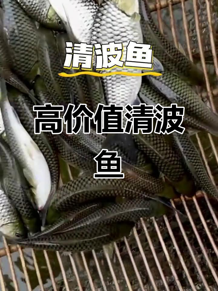 清波鱼:低温抗病强,市场价高,养殖前景好