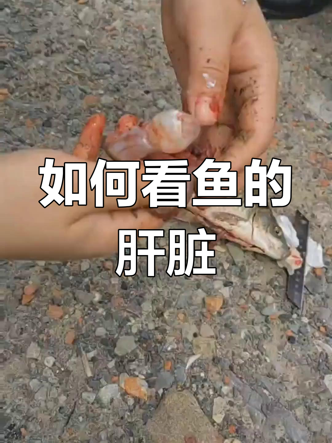 鱼解剖技巧:如何判断内脏健康