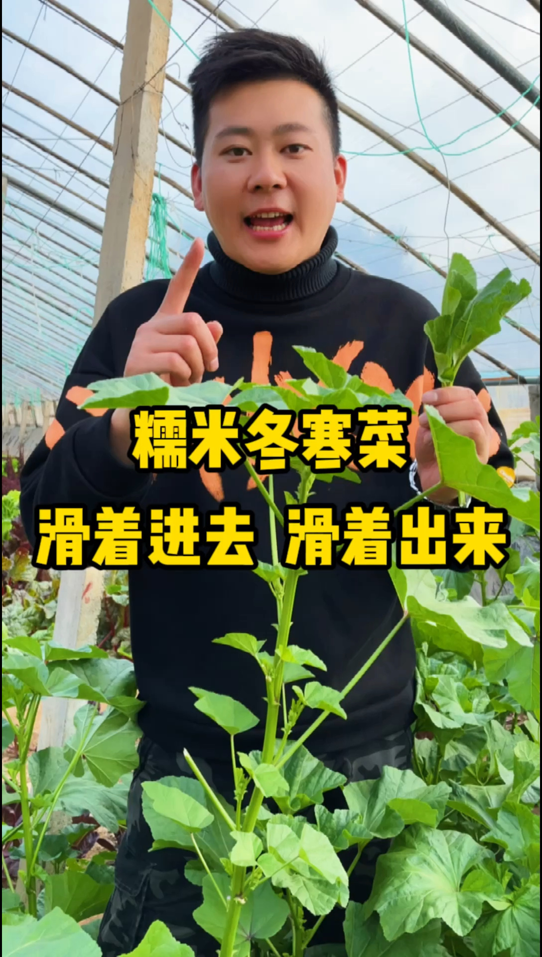 这个它就是 糯米冬寒菜,能长到2米高