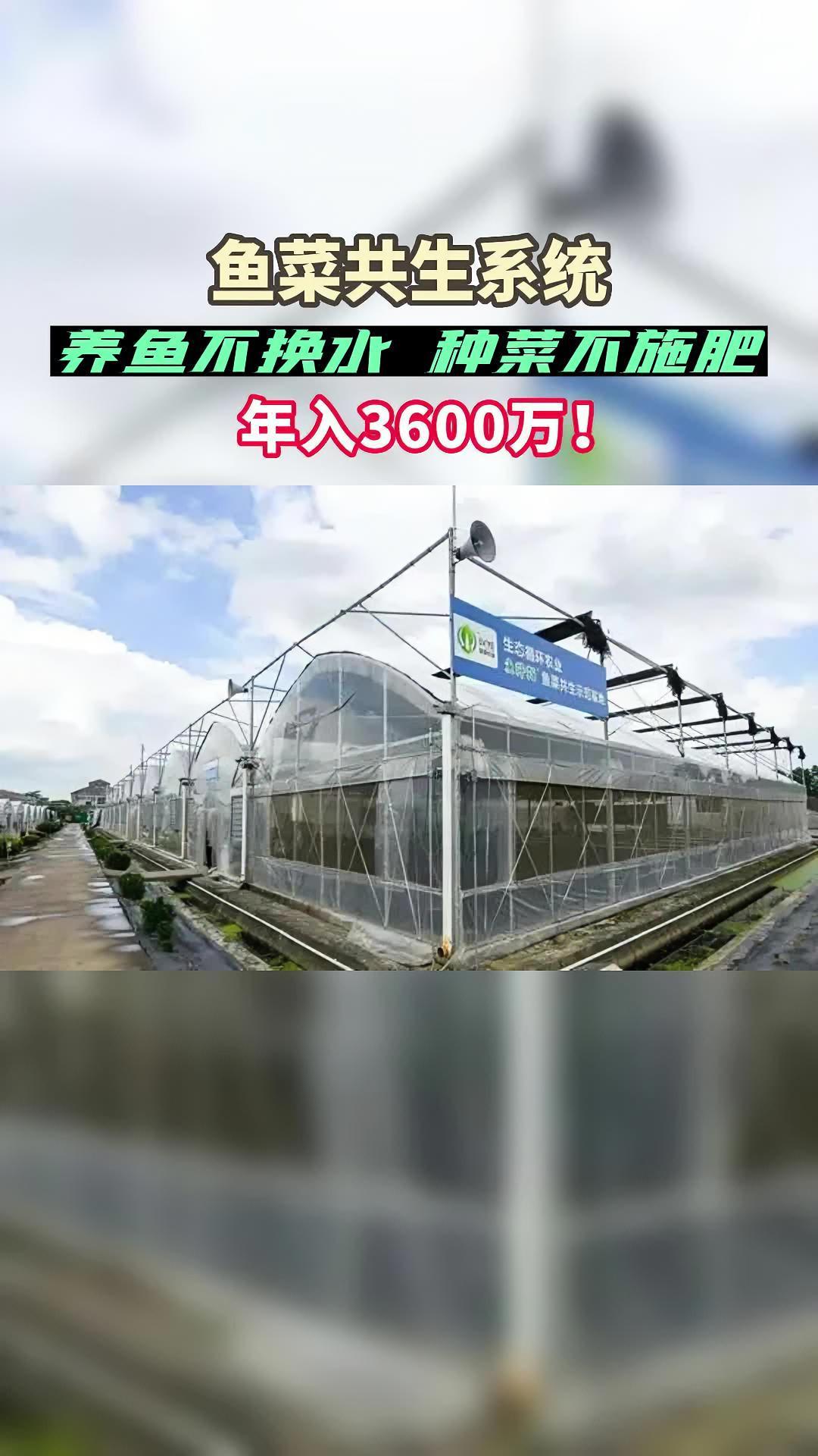 养鱼不用换水,种菜不用施肥!这位牛人研发出鱼菜共生系统,年收入3600万元!水产养殖 鱼菜