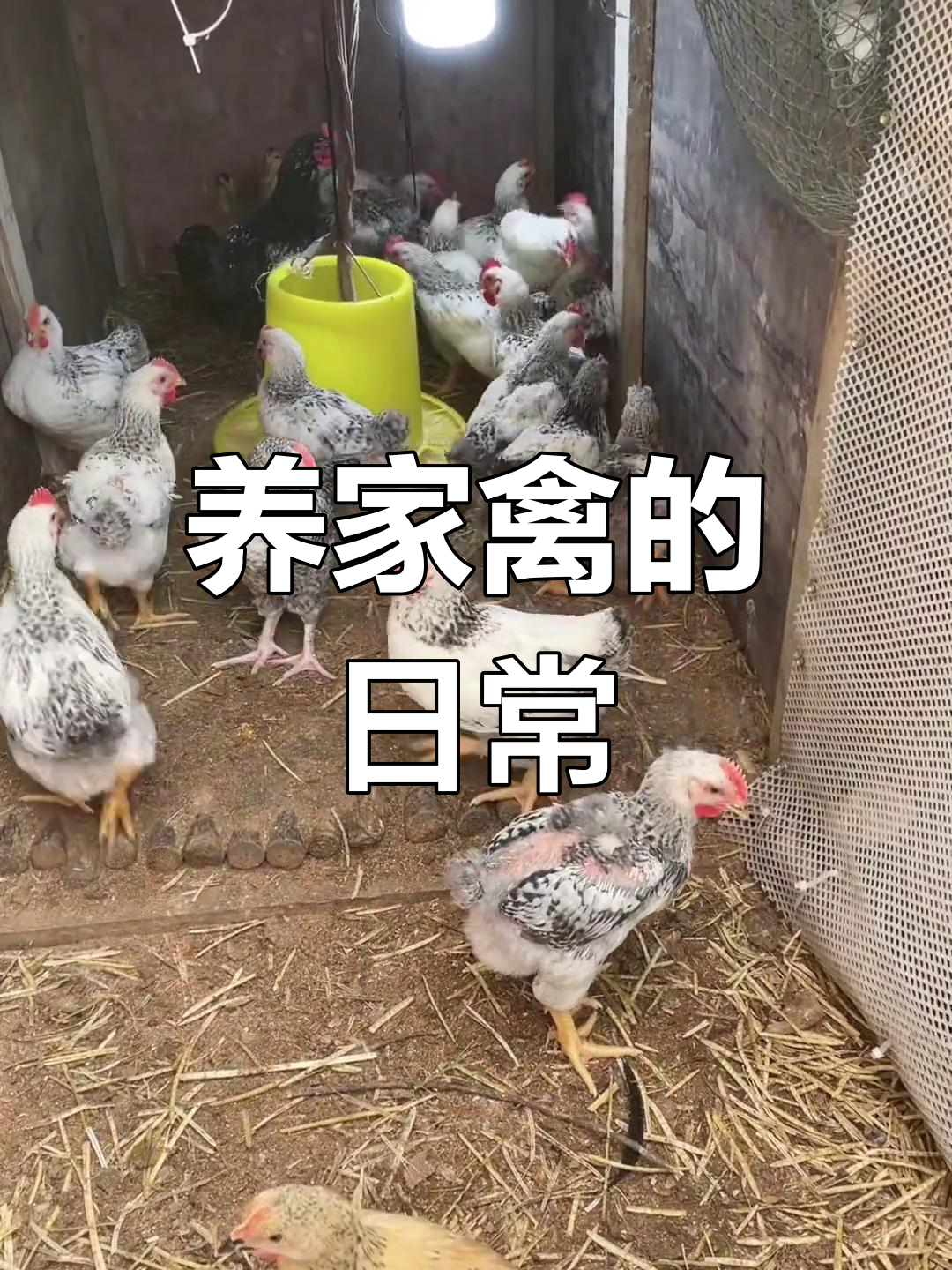 散养土鸡的快乐与挑战,彩凤公鸡肉质鲜美