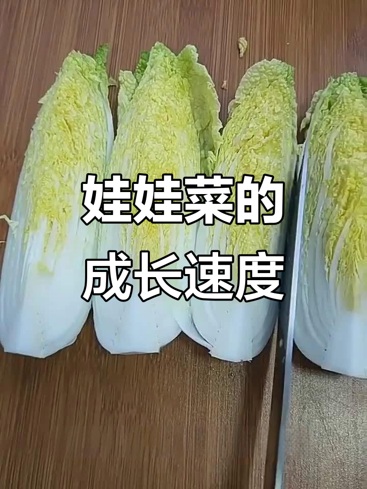 娃娃菜生长周期与成熟时间揭秘,如何提高产量和品质