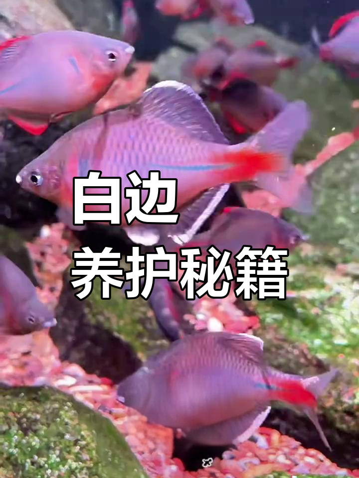 鳑鲏鱼轻松养,白边品种超好打理!