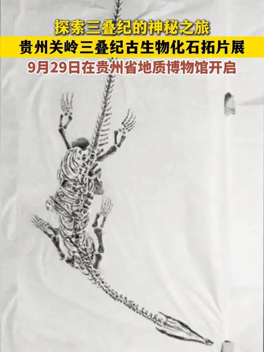 探索贵州三叠纪的神秘之旅!贵州关岭三叠纪古生物化石拓片展9月29日起在贵州省地质博物馆展出