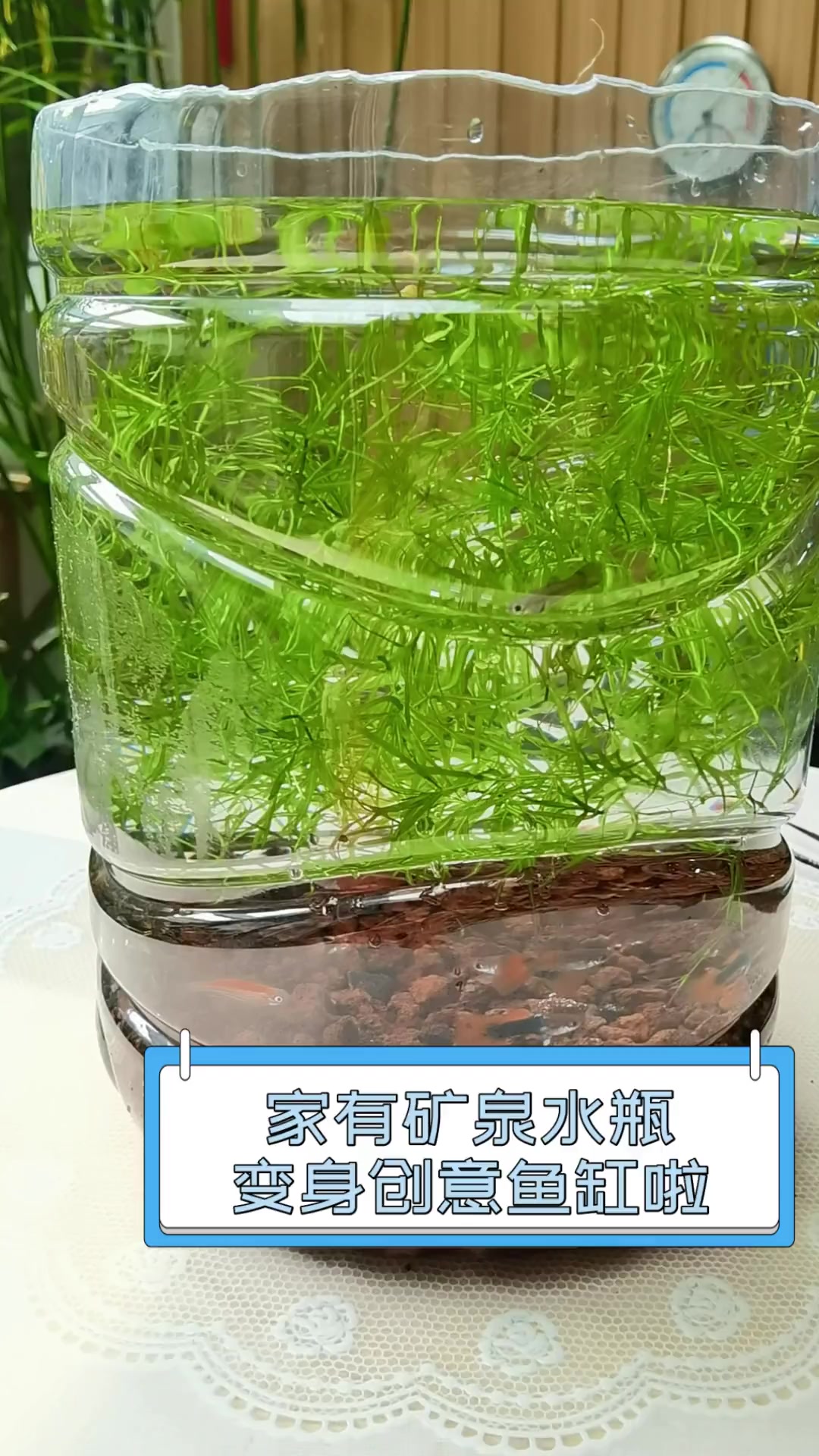 家有矿泉水瓶,变身创意鱼缸啦