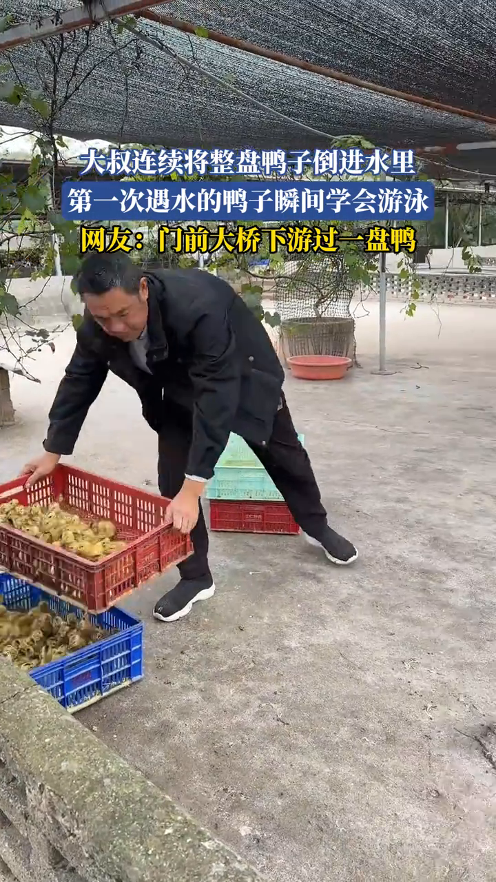 大叔连续将整盘鸭子倒进水里,第一次遇水的鸭子瞬间学会游泳