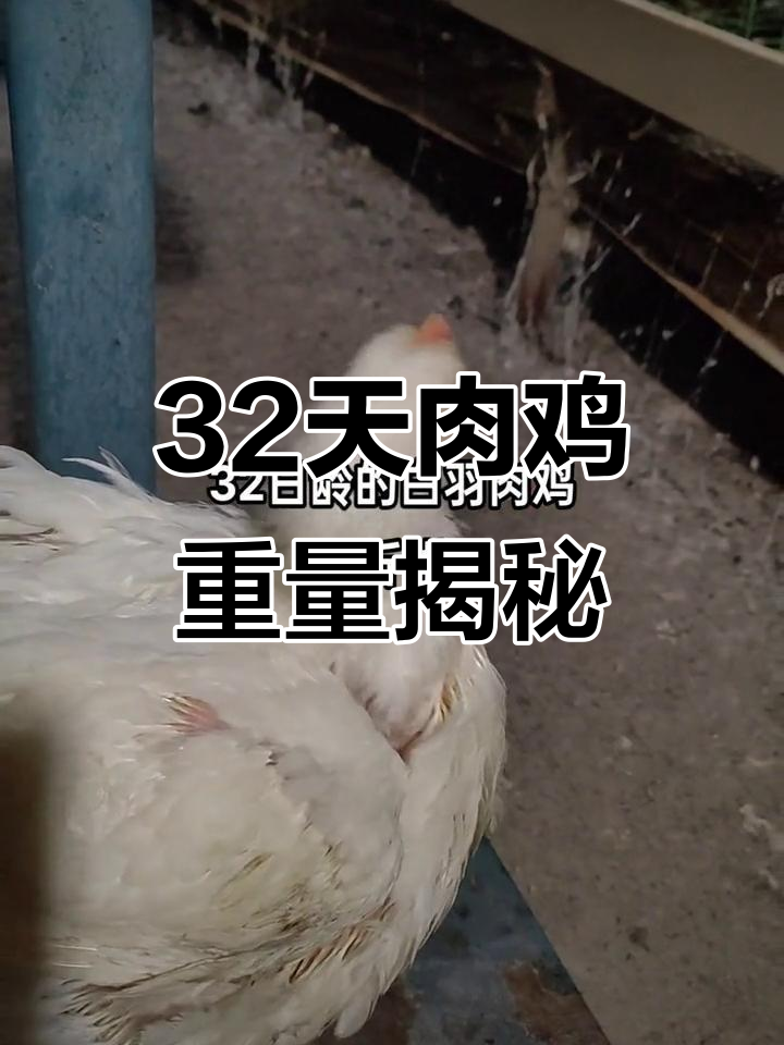 32日龄肉鸡抓重,看看这批鸡肉有多沉?