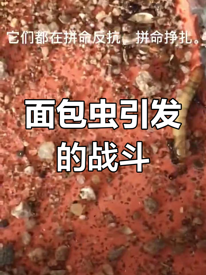 面包虫挑战:蚂蚁与工匠的生死较量