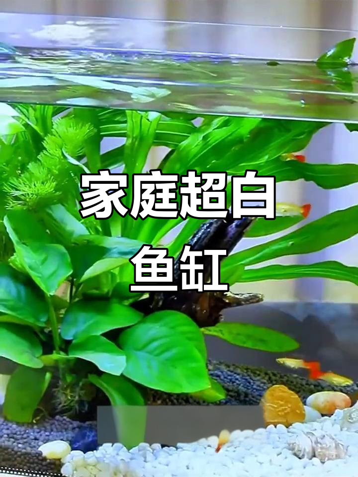 超白玻璃鱼缸,家用自循环设计,斗鱼金鱼轻松养