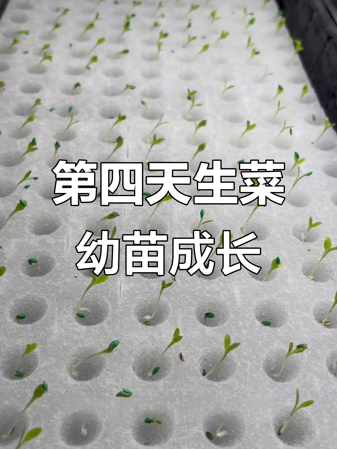水培生菜幼苗第四天,光照下的生长奇迹
