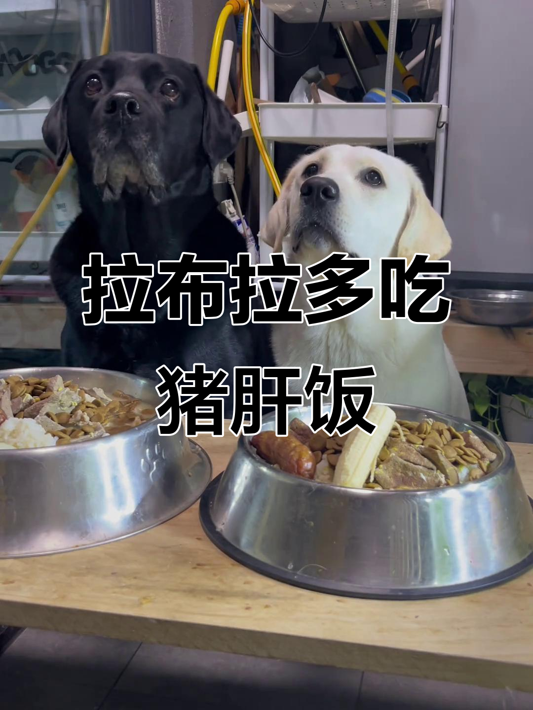 晚餐大餐!猪肝鸡蛋汤配米饭,拉布拉多吃得超满足