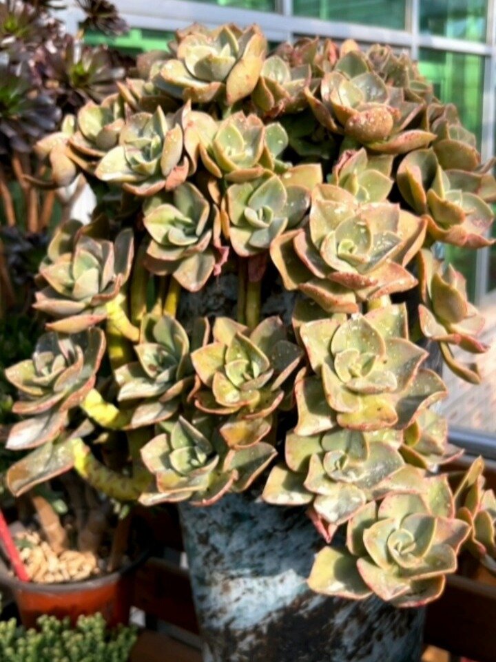 「掌柜的多肉」贺氏