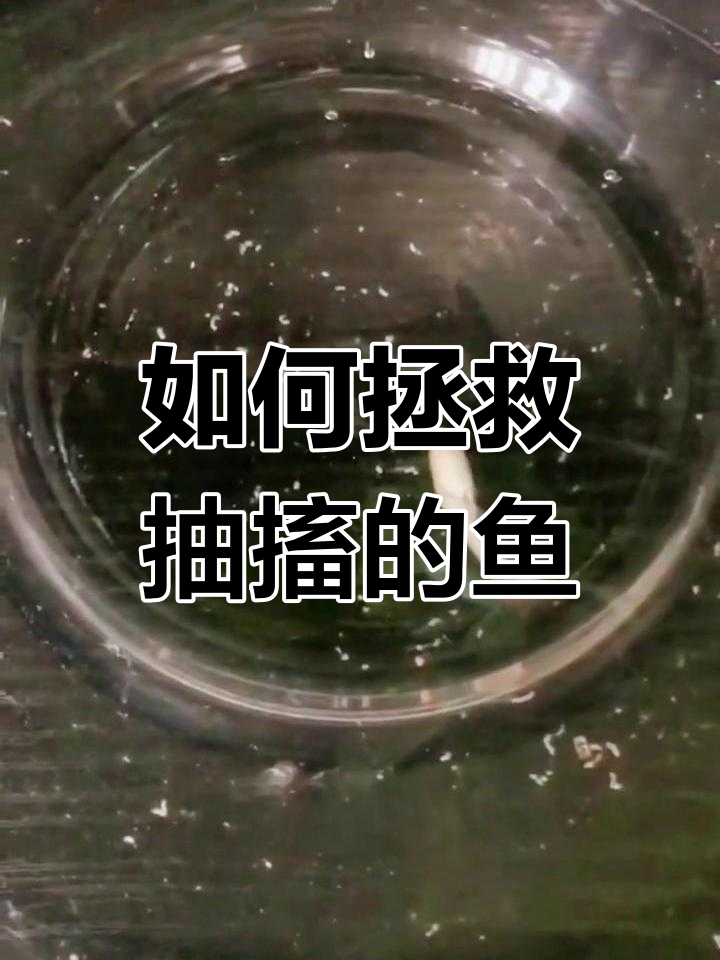鱼儿翻白肚,如何救回健康