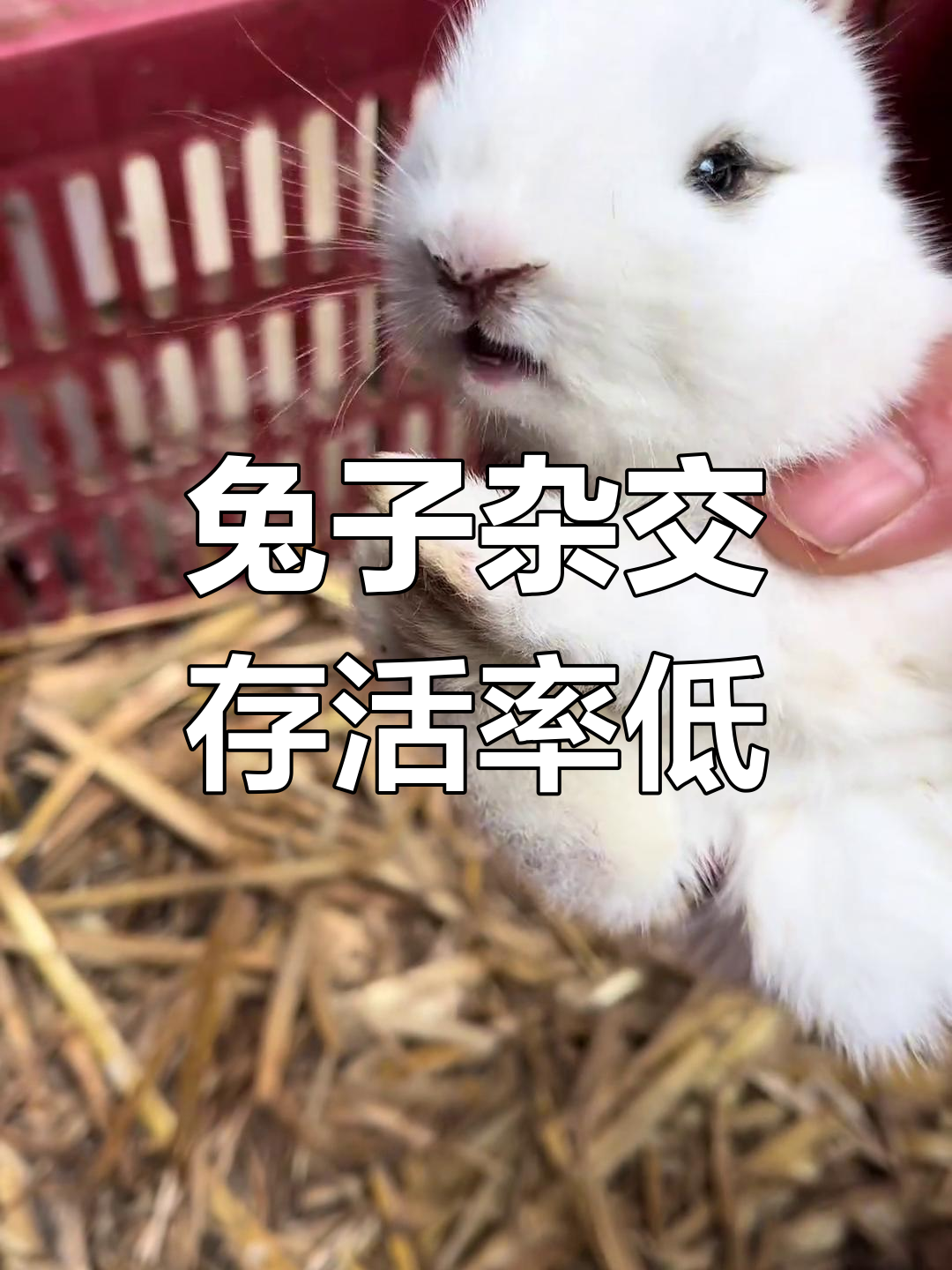 肉兔与宠物兔杂交风险大,成活率低