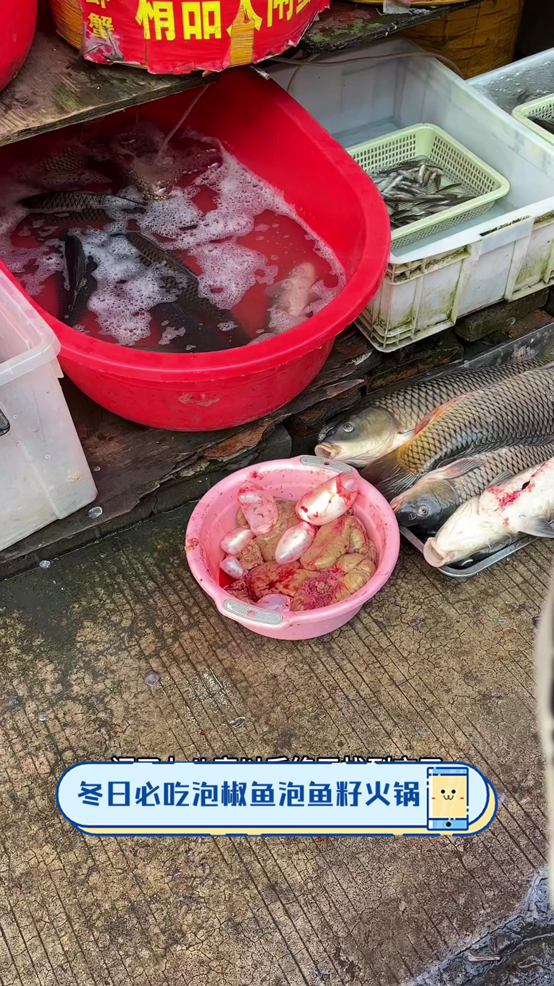 冬日必吃泡椒鱼泡鱼籽火锅