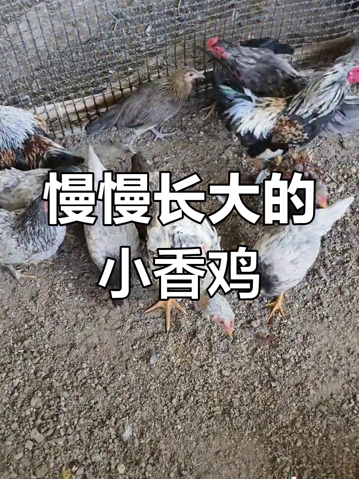 大围山微型鸡的成长之旅