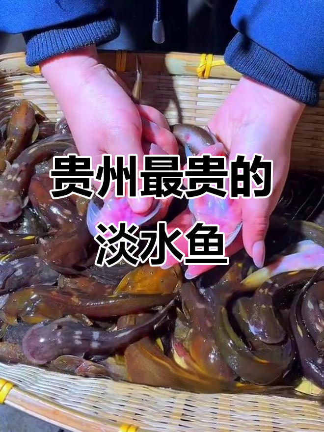贵州深山稀有淡水鱼,被誉为“水中劳斯莱斯”