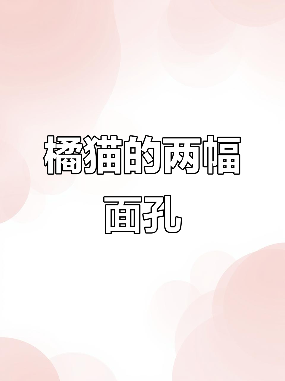 这只鸡翅包饭小猫,竟然有两副面孔!从流浪到家猫的转变