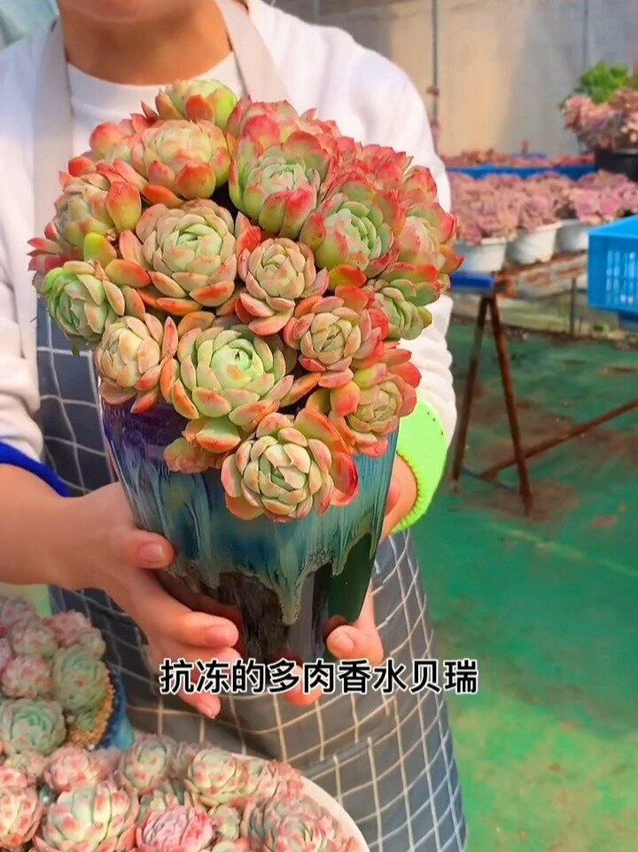 抗冻的多肉香水贝瑞