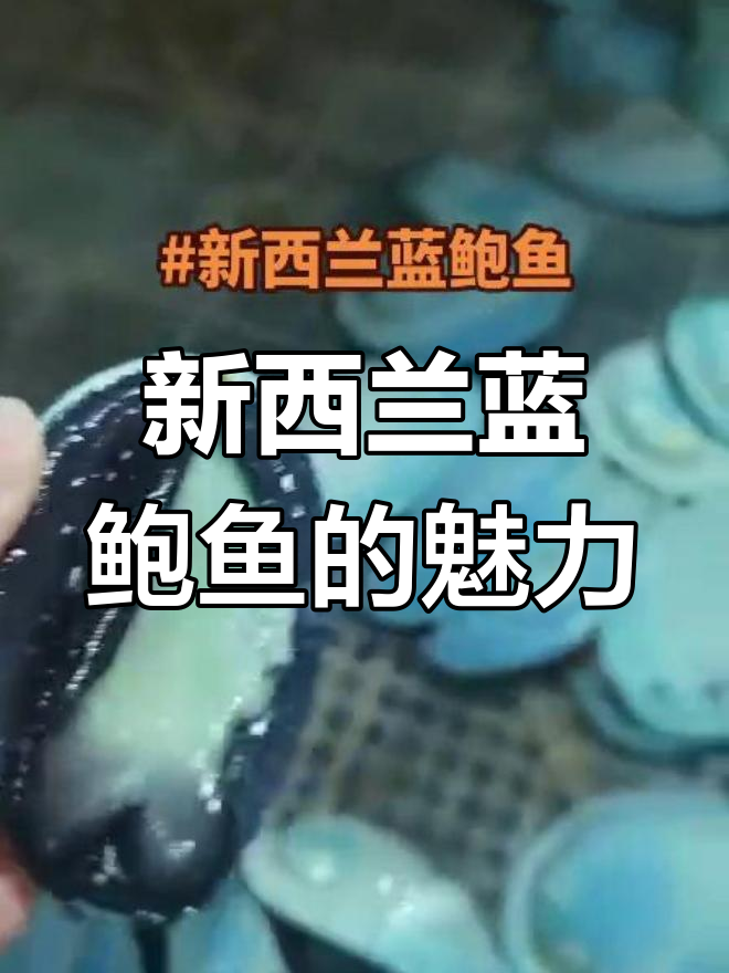 新西兰蓝鲍鱼:海鲜中的贵妃,珍贵美味不容错过