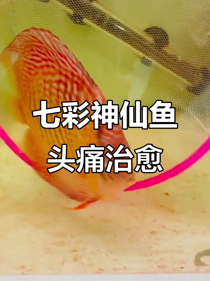 七彩神仙鱼头洞恢复记:从严重到好转的转变