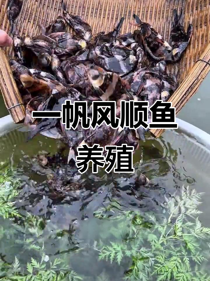 中华胭脂鱼苗养殖揭秘:一帆风顺鱼的成长与适应力