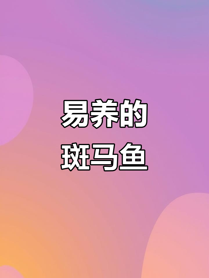适合家庭养殖的斑马鱼,互动性强又耐养