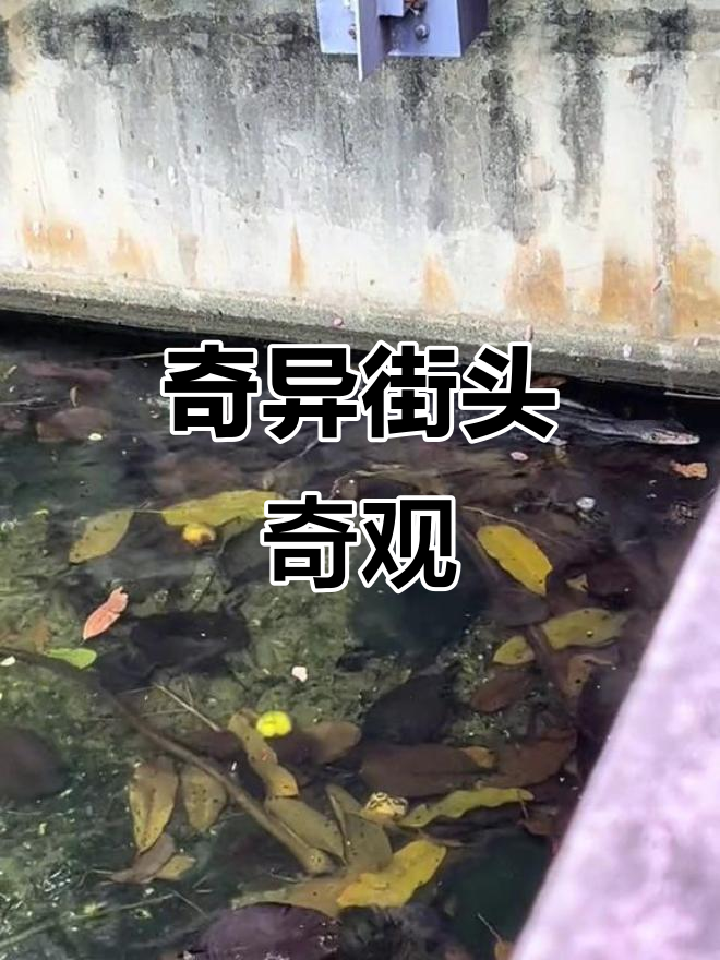 在新加坡街头,鳄鱼悠闲游泳,公鸡漫步,真是奇特一幕!