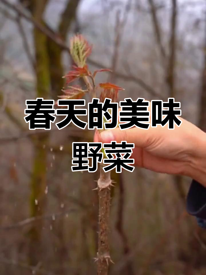 春天野菜大赏:香椿与刺嫩芽的美味之选